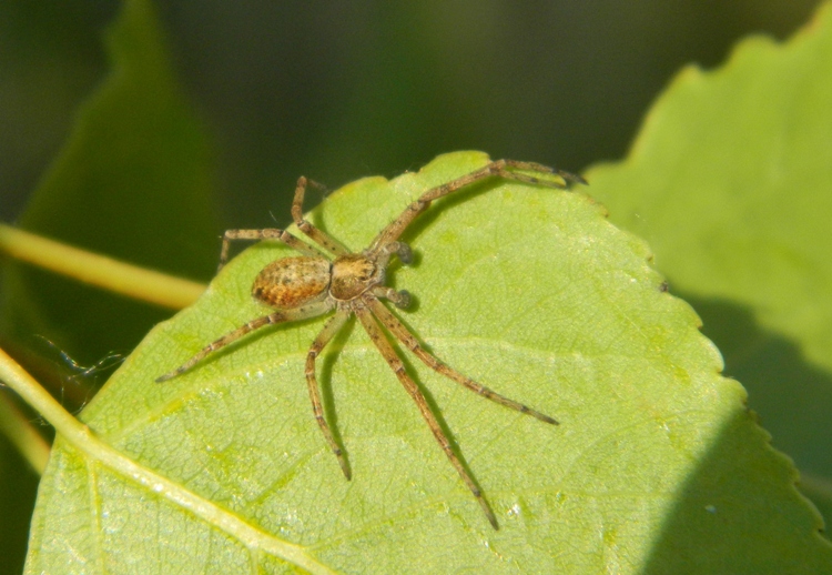 Philodromidae: Philodromus sp.  -  Viadana (MN)